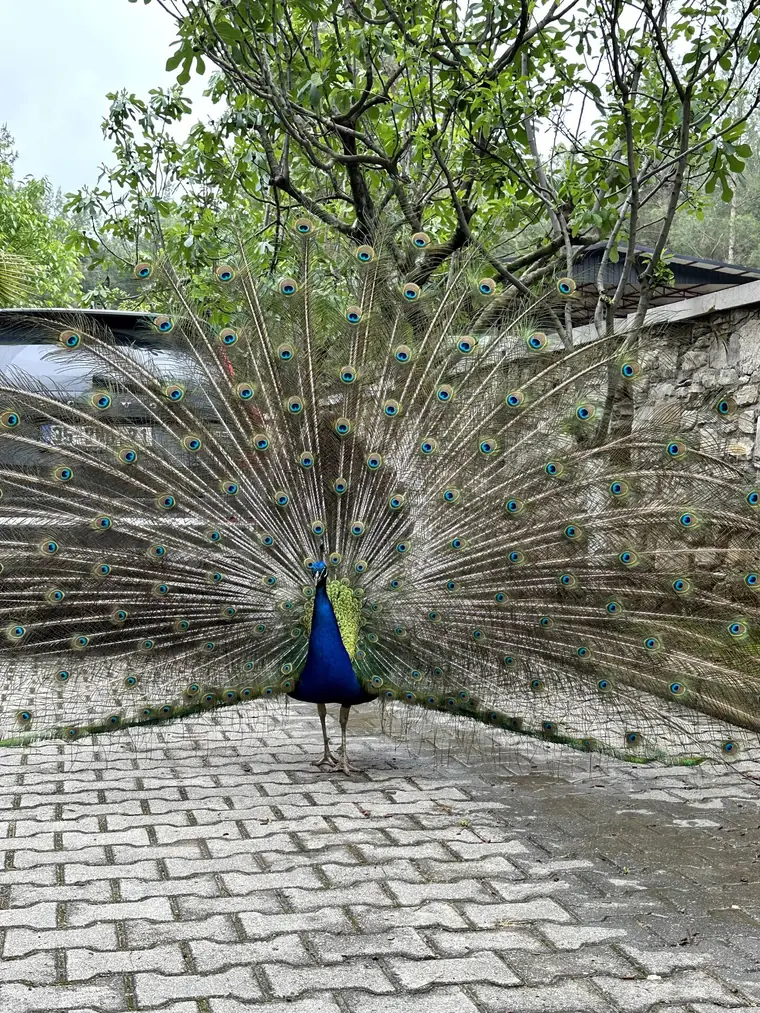 Kuyruğunu açmış tavus kuşu
